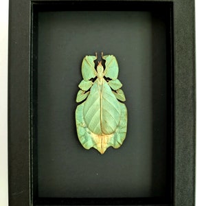 May include: A framed display of a preserved leaf insect, with a pale green, leaf-like appearance. The insect is mounted on a black background within a black wooden frame. The frame is square and has a simple design. The insect's details are clearly visible.