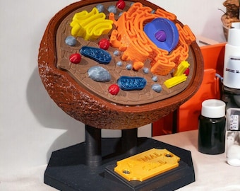 Op de afbeelding: Een 3D-geprint model van een dierlijke cel met een bruine buitenkant, een getextureerd bruin cytoplasma en diverse gekleurde organellen, waaronder een blauwe celkern, oranje endoplasmatisch reticulum, geel Golgi-apparaat en blauwe mitochondriën.