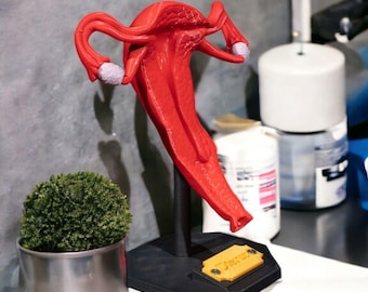 Op de afbeelding: Een rood anatomisch model van een menselijke baarmoeder en eileiders gemonteerd op een zwarte standaard. Het model is voorzien van twee getextureerde lichtpaarse eierstokken aan de uiteinden van de eileiders en een klein geel rechthoekig plaatje op de voet met tekst.