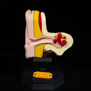 Outer and Inner Ear Human Anatomy Model, Educational Body Structure Replica, Medical Teaching Aid, Classroom Study Display, Science Gift