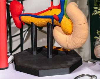 May include: An anatomical model of the human pancreas and duodenum mounted on a black hexagonal base. The model features a yellow pancreas, a tan duodenum, and red and blue vessels, supported by two black cylindrical pillars on a flat surface.