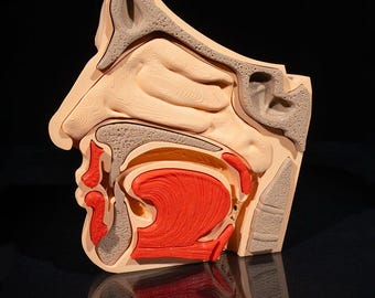 May include: A sagittal cross-section anatomical model of the human head and neck. The model features beige structures representing bone and tissue, grey porous areas for sinus cavities, and a bright red tongue and muscular throat section.