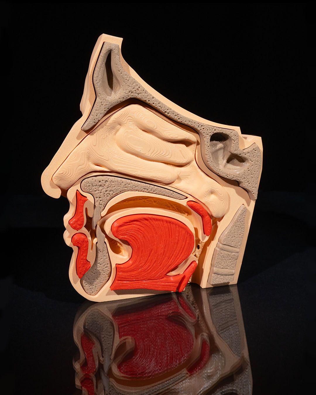 Nose and Sinus Human Anatomy Model, Educational Body Structure Replica, Medical Teaching Aid, Classroom Study Display, Science Gift
