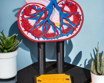 May include: A 3D printed anatomical model of a human kidney featuring a cross-section view with red and blue vascular structures, a light pink interior, and a yellow plaque with the text Kidney mounted on a black hexagonal base with two pillars.
