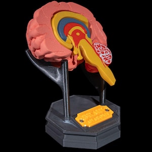 May include: A cross-section model of a human brain featuring pink, yellow, blue, and red layers, mounted on a black stand with a hexagonal base. A small yellow plaque on the base displays the text "BRAIN ANATOMY" in raised, embossed lettering.