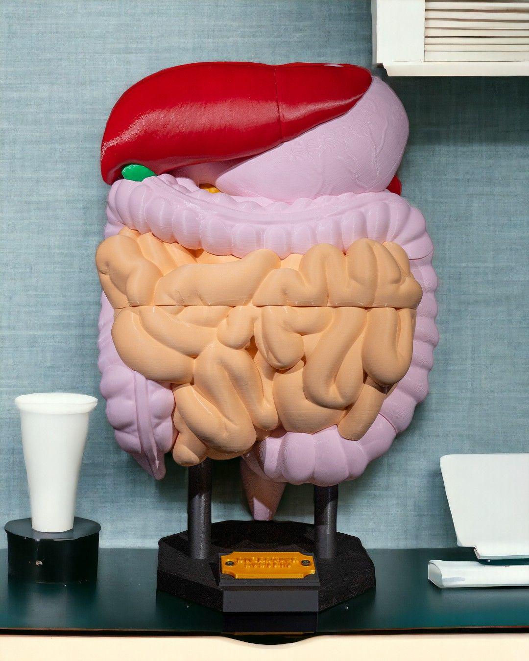 Digestive System Human Anatomy Model, Educational Body Structure Replica, Medical Teaching Aid, Classroom Study Display, Science Gift