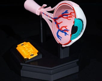 May include: An anatomical model of a human eye cross-section featuring a white outer layer, a teal iris, and a pink interior with red and blue blood vessels. The model is mounted on a black stand with a yellow rectangular plaque attached to the base.