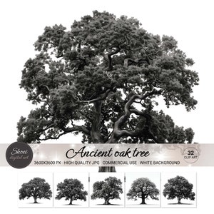 Könnte beinhalten: Schwarzweiß-Illustration eines alten Eichenbaums mit dicken Ästen und einer breiten Krone. Der Baum ist vor einem weißen Hintergrund isoliert. Das Bild ist 3600 Pixel breit und 3600 Pixel hoch.