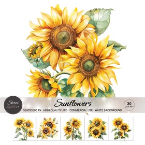 Atemberaubende Sonnenblumen Clipart - helle und lebendige Sonnenblumen Bilder für Handwerk, Dekor und Design-Projekte - Instant Download