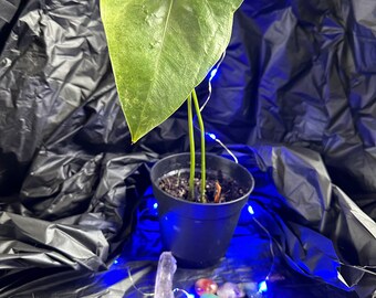 Anthurium Digitatum - Flowering plant cutting | CLEARENCE ITEM