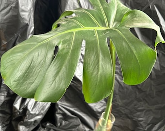 Monstera | Propagation Cutting