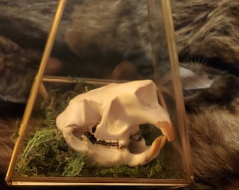 North american porcupine skull display