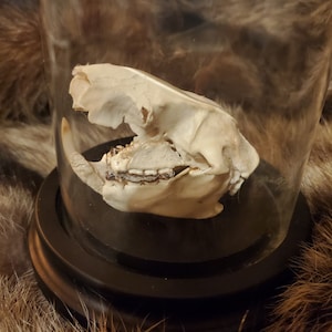 Partial recontructed north american porcupine skull display