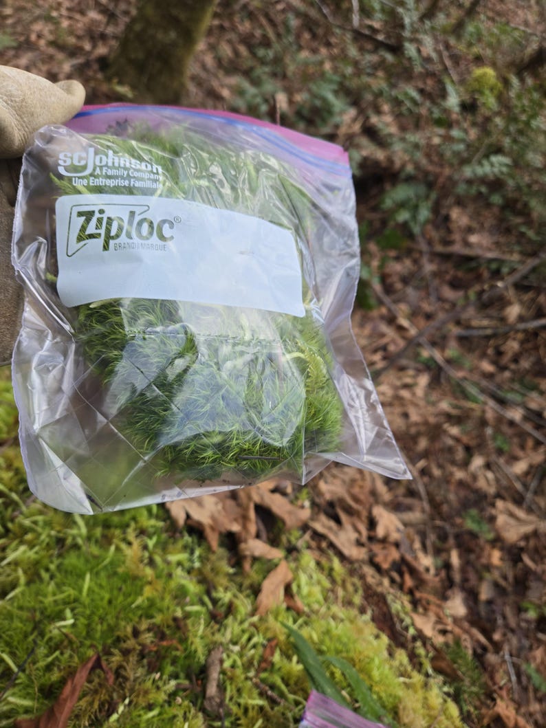 May include: A clear Ziploc bag filled with vibrant green moss. The bag has a white label with the Ziploc brand name and the words "A Family Company" and "Une Entreprise Familiale" printed on it. The background shows a forest floor.