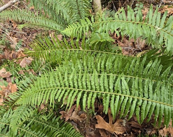 Sword fern fronds