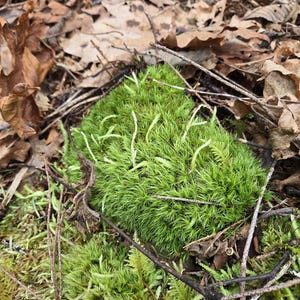 May include: A close-up shot of vibrant green moss, with delicate, light-colored stems, nestled among fallen brown leaves and twigs. The moss forms a textured, lush patch in a natural outdoor setting.