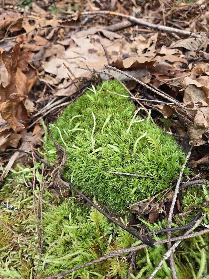 May include: A close-up shot of vibrant green moss, with delicate, light-colored stems, nestled among fallen brown leaves and twigs. The moss forms a textured, lush patch in a natural outdoor setting.