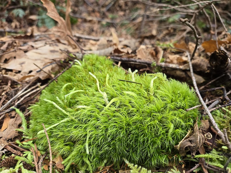 May include: A close-up shot of a vibrant green moss cluster. The moss has a dense, textured appearance with small, light-colored stems. Surrounding the moss are fallen leaves and twigs, creating a natural forest floor setting.