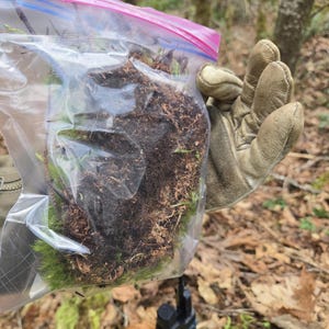 May include: A clear plastic zip-top bag filled with soil, moss, and small plants. The bag is held by a gloved hand. A black walkie-talkie hangs below the bag. The background shows a forest with trees and fallen leaves.