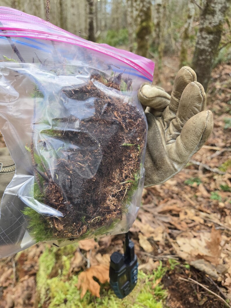 May include: A clear plastic zip-top bag filled with soil, moss, and small plants. The bag is held by a gloved hand. A black walkie-talkie hangs below the bag. The background shows a forest with trees and fallen leaves.