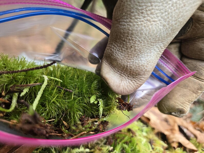 May include: A close-up of a clear plastic bag with a pink zipper, filled with vibrant green moss and small twigs. A gloved hand is holding the bag open, revealing the contents. The background is blurred, suggesting an outdoor setting.