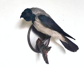 Puede incluir: Un cuervo disecado montado sobre una placa de madera. El ave tiene plumas negras en la cabeza y las alas, con plumaje gris y blanco en el cuerpo. Está posado en una pequeña rama texturizada.