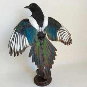 Taxidermy Magpie Bird Crow Real Stand mountet Pica Pica