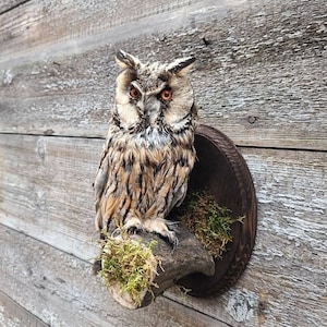 Long Eared Owl Asio Otus Taxidermy Wall Mount#59