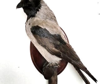 Puede incluir: Cuervo disecado montado sobre una placa de madera. El ave presenta cabeza y pico negros, cuerpo gris y blanco, y alas y plumas de la cola oscuras. El cuervo está posado sobre un pasador de madera.