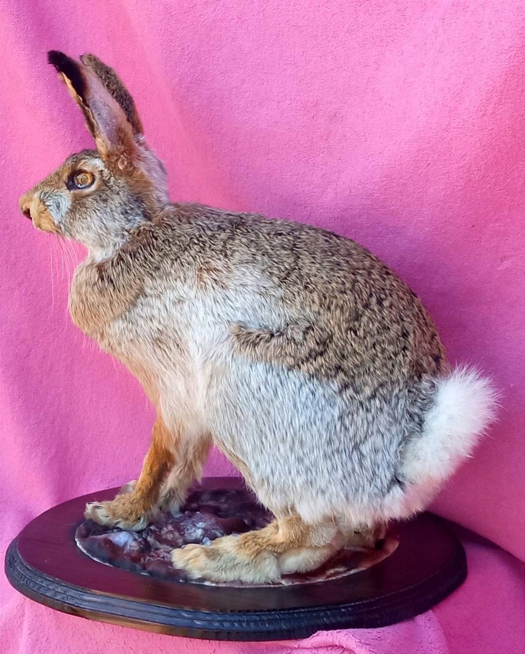 Eruo Mount Rabbit Big Rabbit lepus Taxidermy Stand Mount Life Size - Etsy