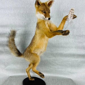 May include: A taxidermied fox stands upright on a black oval base, holding a feather. The fox has reddish-brown fur, a white chest, and a bushy tail. Its eyes are focused on the feather, and it appears to be reaching for it with its paws.