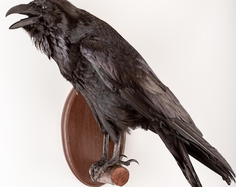 Puede incluir: Un cuervo disecado con plumas negras brillantes y el pico abierto, posado sobre una pequeña rama de madera sujeta a un soporte de pared ovalado de madera. El ave se muestra de perfil, exhibiendo un plumaje detallado y garras oscuras.