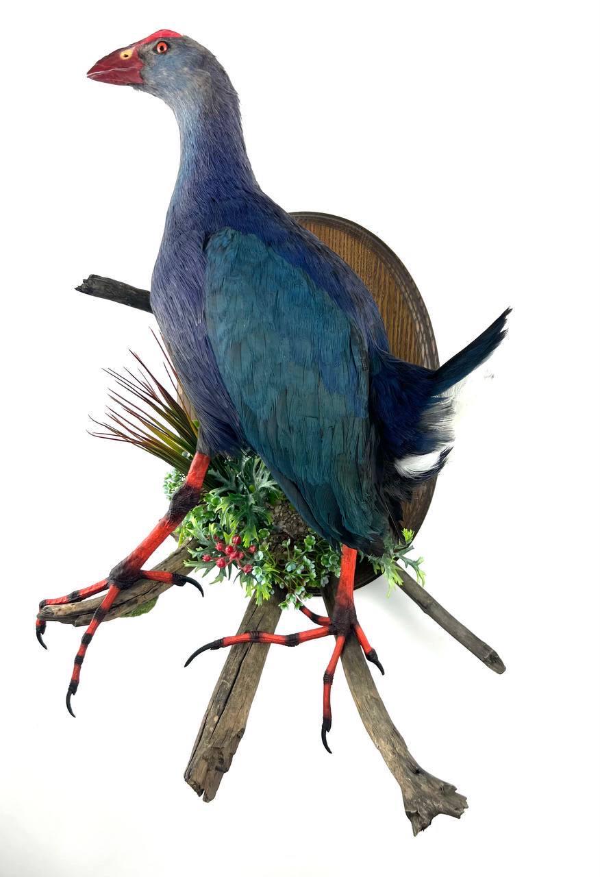 Western Swamphen (Porphyrio Porphyrio) Taxidermy Wall Mount