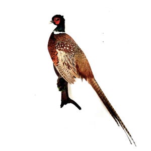 May include: A taxidermied pheasant perched on a branch against a white background. The bird has brown, tan, and white feathers, a red face, and a long, striped tail. The pheasant is a type of game bird.