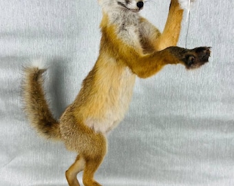Small Red Fox (Vulpes Vulpes) play with Feather Taxidermy Stand Mount Life Size#1