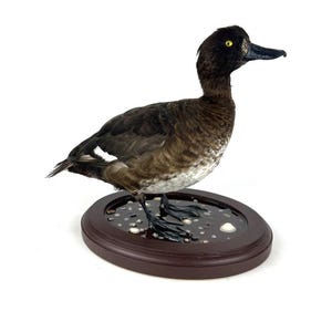 May include: Taxidermied duck with brown and white feathers, a black beak, and yellow eyes. The duck is mounted on a dark brown oval base with a glossy surface. The base has small white and grey pebbles.