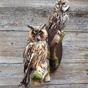 Set Owl Asio Otus and Little Owl Taxidermy Wall Mount