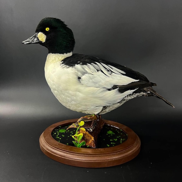 Common Goldeneye Duck (Bucephala Clangula) Taxidermy Stand Mount Real Bird