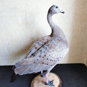 May include: A grey and brown goose taxidermy mounted on a wooden base. The goose has a long neck and a white patch on its head.