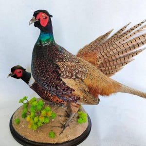 Set 2 Ringneck Pheasant (Phasianus colchicus) Taxidermy Stand Mount