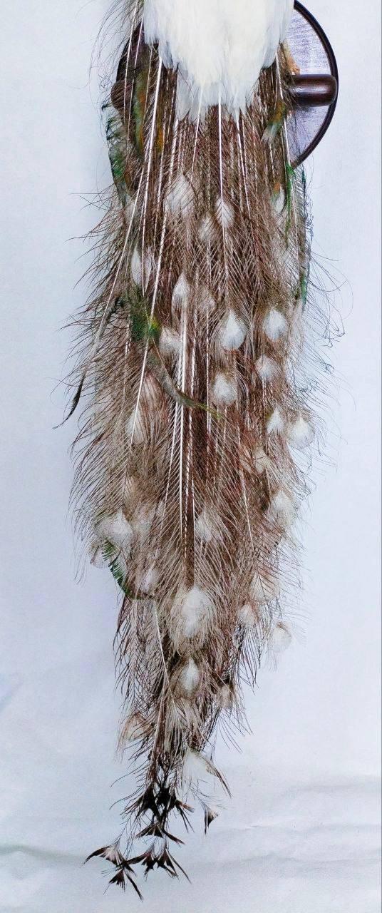 Monture Murale De Taxidermie - Paon Blanc Majestueux (Pavo Cristatus)