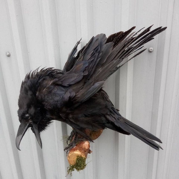 Raven Taxidermy Bird Real Stuffed Stand Mount Animal Gothic Tattoo Driftwood#77