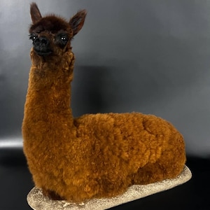 May include: A brown alpaca ornament with dark brown ears and face, sitting on a light-coloured, oval-shaped base. The alpaca has a fluffy, textured coat and is posed in a seated position. The background is a solid dark grey.