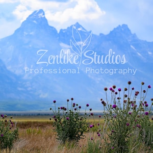 Lila Blumen, Distel, Berge, Blauer Dunst, Goldene Gräser, Landschaft Floral Fotografie Grand Tetons National Park, Wyoming, Fotografie