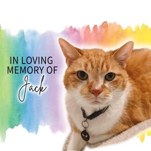 Diario per la perdita di un animale domestico, regalo commemorativo per gatti, libro con acquerelli a tema Ponte dell'Arcobaleno, opzione foto personalizzata immagine 2