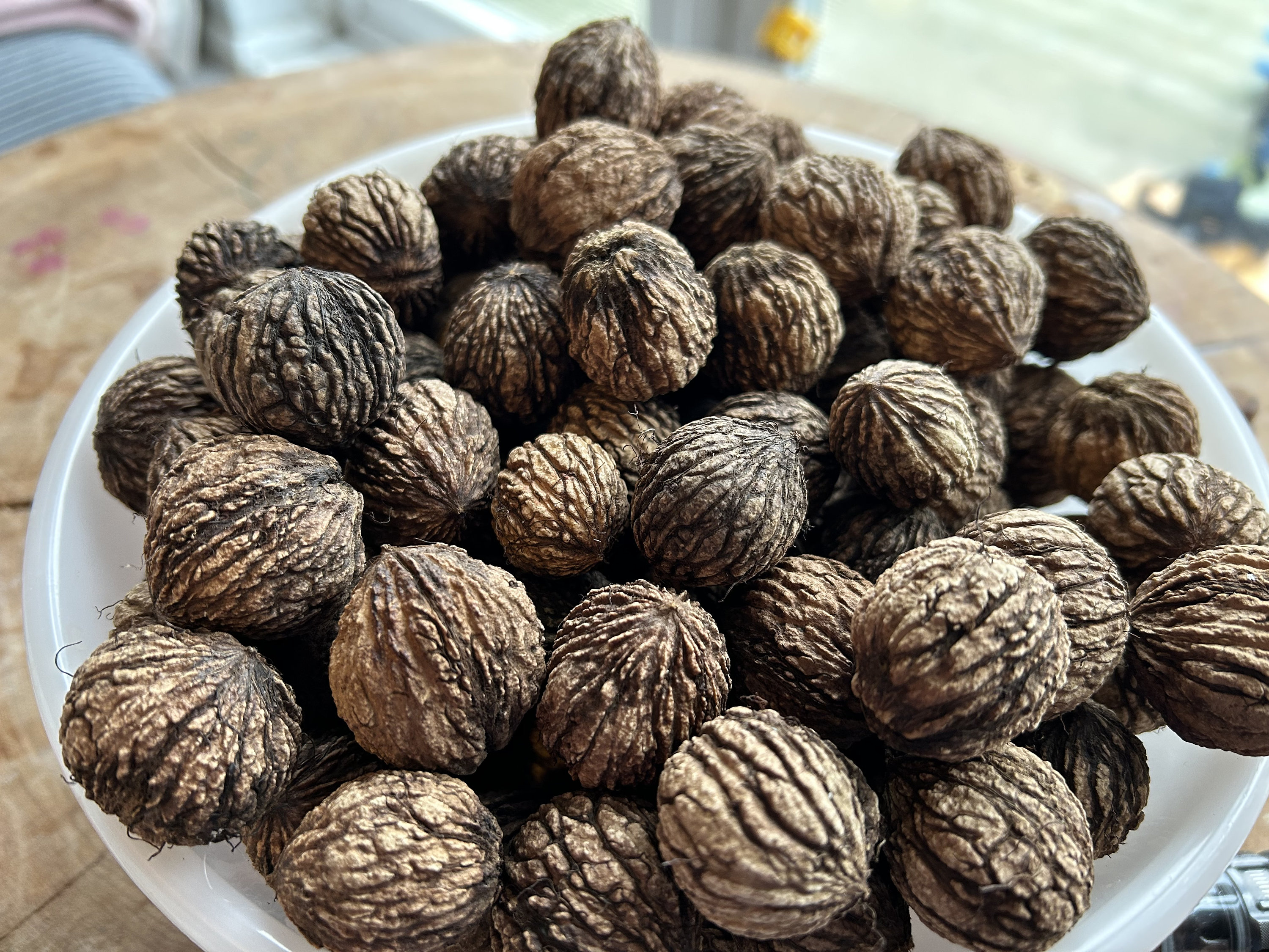 Black Walnuts in the Shell 250g Etsy Canada