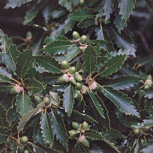 Quercus muehlenbergii / "Basket Oak"