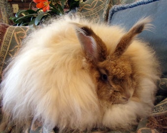 Handplucked Angora Rabbit Fiber from Sage 1 oz.