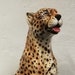 see more listings in the Big cats from 80 cm section