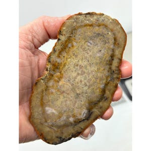 May include: A polished, flat, oval-shaped slice of petrified wood featuring a mottled surface with earthy tones of tan, beige, brown, and cream. The stone displays natural concentric ring patterns and dark mineral inclusions throughout its texture.